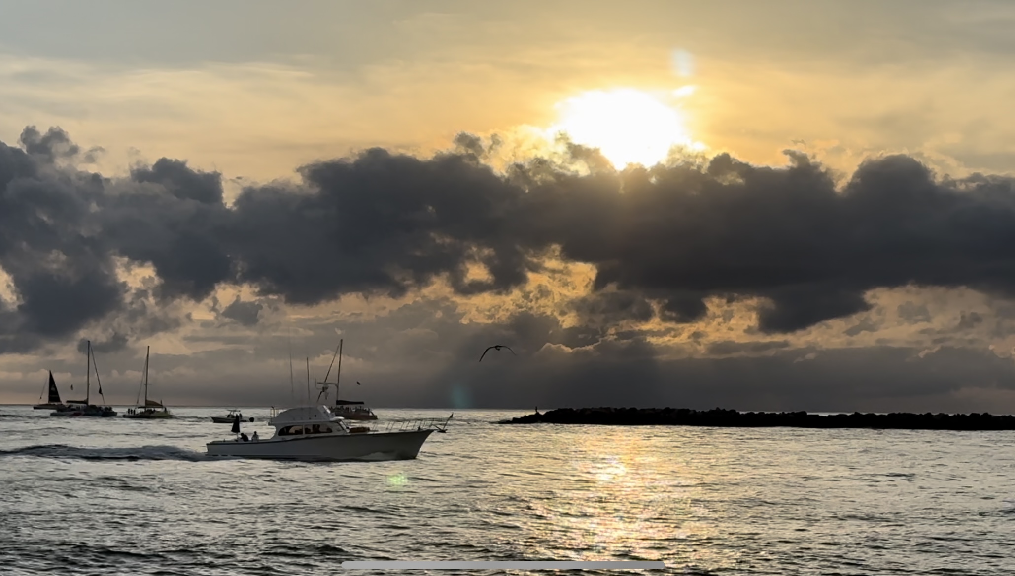 Dolphin Tour Panama City Beach